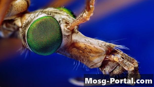 Какво е муха на кран?