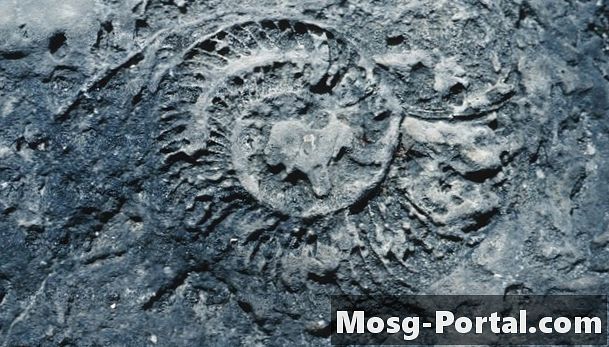 O que é um fóssil congelado?