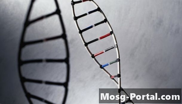 Miksi DNA: n pitoisuus kasvaa vaiheiden aikana?