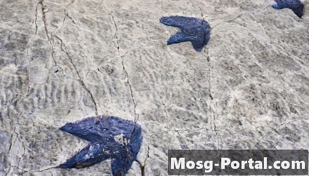 Mikä on jäljennöksen fossiili?