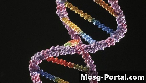 Ένα ένζυμο που καταλύει τον σχηματισμό του μορίου DNA