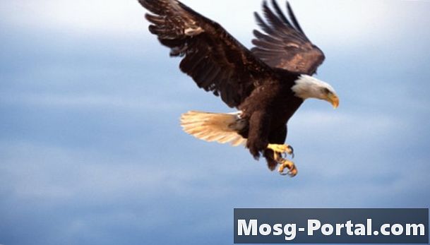 Hva er forskjellen mellom en skallet Eagle og en Golden Eagle?
