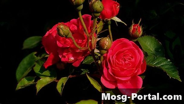 Hvad er forskellen mellem en rose og en blomst?