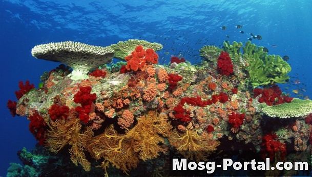 Qual è la differenza tra i coralli LPS e SPS?