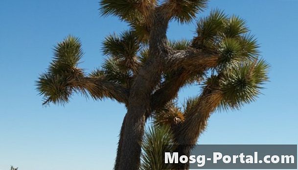 Jaka jest wilgotność pustyni Mojave?