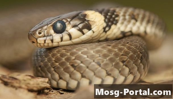 Welche Bedeutung haben Schlangen im Ökosystem? - Wissenschaft