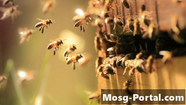 Каква е продължителността на живота на медена пчела?