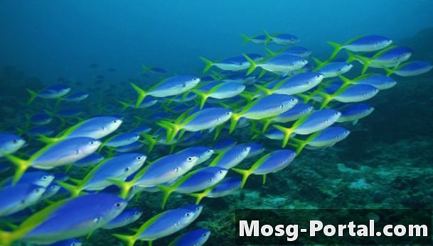 Hvad er den største primære producent i det marine økosystem?