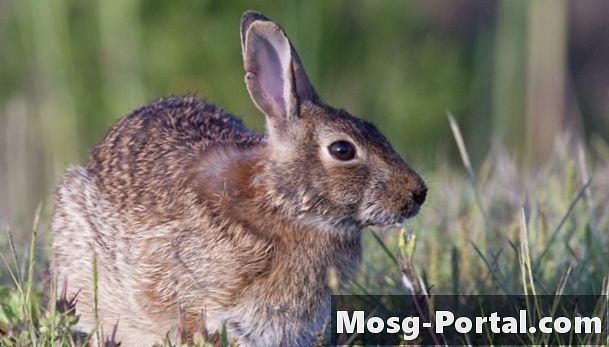 Hva slags dyr er i Texas 'North Central Plains Region?