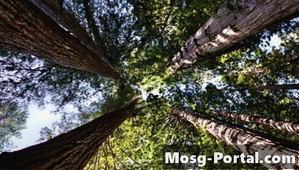 Какъв вид биома е националният парк Redwood?