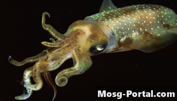 Hva slags fordøyelsessystem har blekksprut?