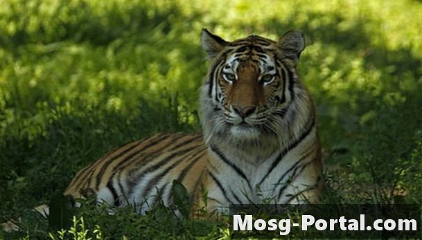 Vilken typ av ekosystem lever tigrar i?