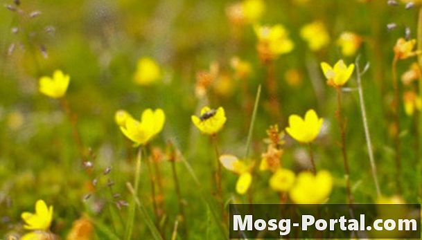 Hvilken slags blomster findes i Tundra-biomet?