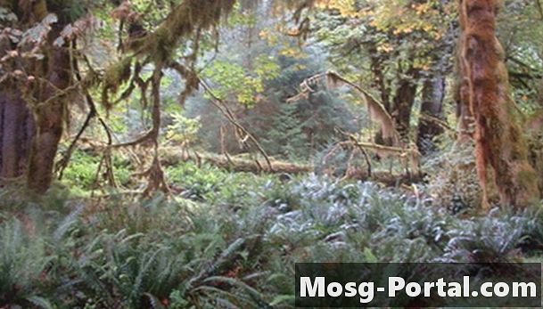 Kakšne vrste rastlin so v tropskem deževnem gozdu Srednje Amerike?