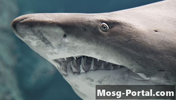Какие виды акул в Миртл-Бич, Южная Каролина?