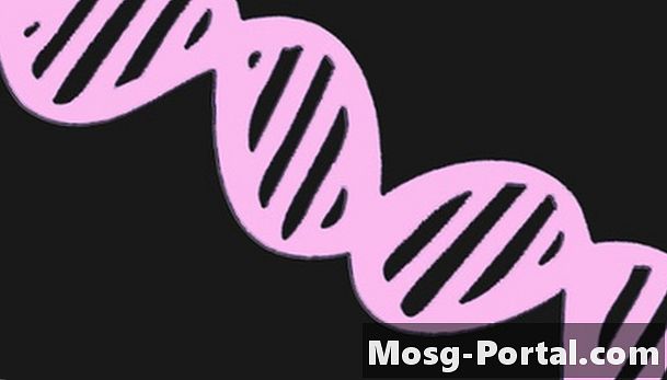 Cum se realizează un model ADN folosind bile de polistiren