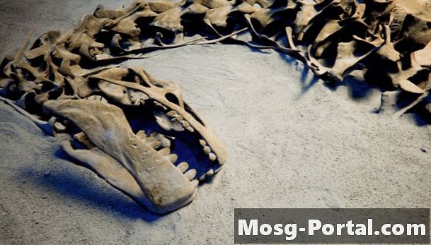 Di Negara Bagian mana Fosil Dinosaurus Ditemukan?