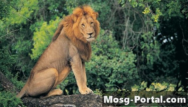 Wo beherbergen Lions Schutz in freier Wildbahn?