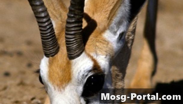 Mitkä eläimet syövät gazellesia?