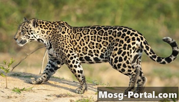 Prečo sú zvieratá ohrozené jaguármi? - Veda