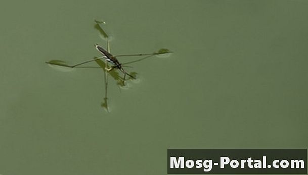 Waarom kunnen bepaalde insecten op water lopen?