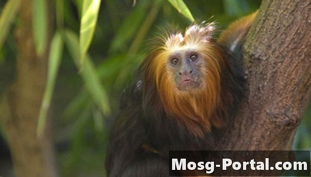 لماذا تعيش القرود في الغابات المطيرة؟